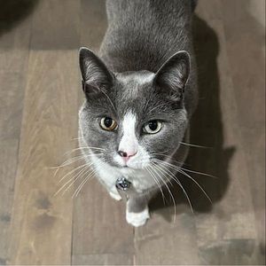 Meet your Posher, Patrice